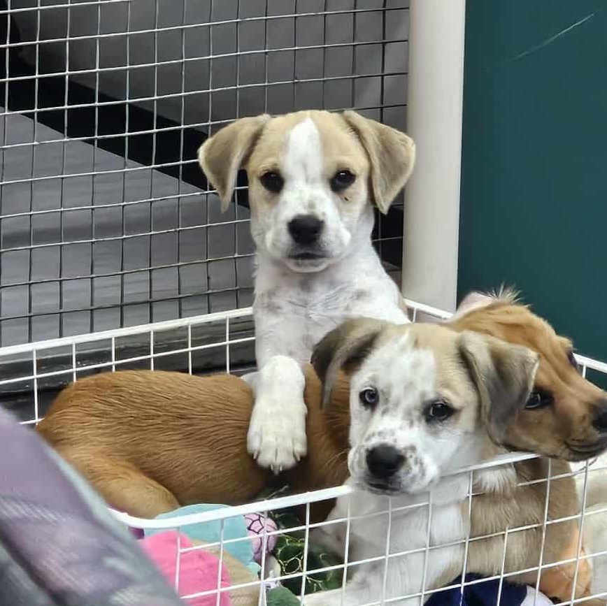 Lucky Charms the mixed breed puppy