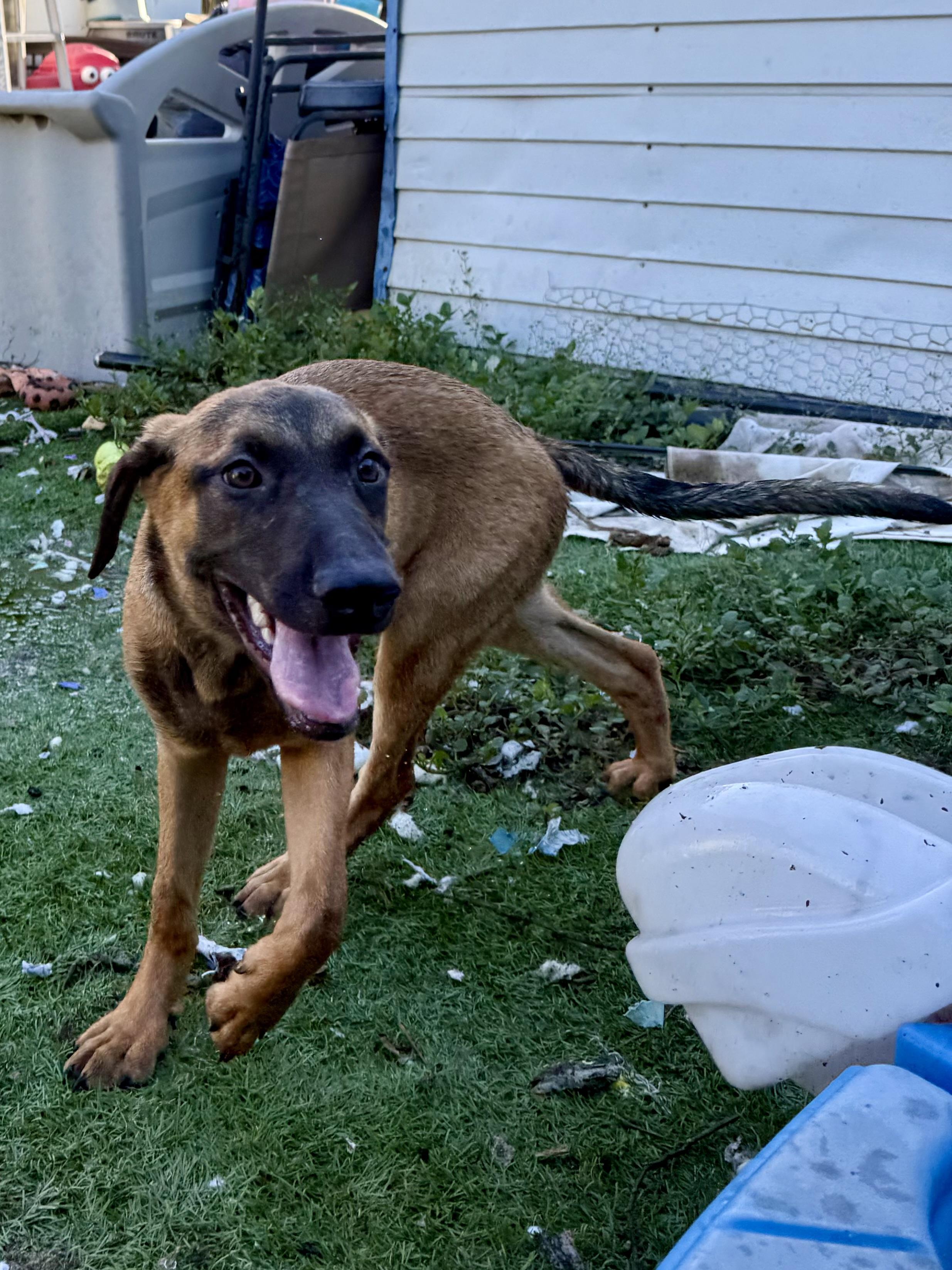 Jessie, Adoptable, Young Female Labrador Retriever & Black Mouth Cur.