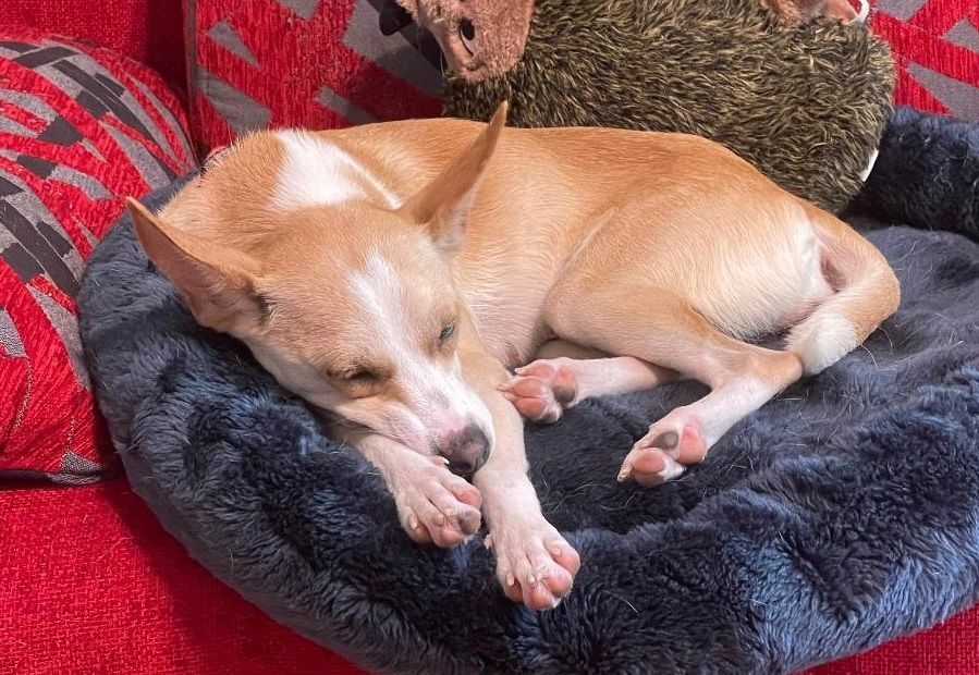 Ruah (Roo), Adopted, Adult Female Basenji & Mixed Breed.