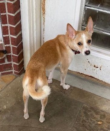 Enlarge Ruah (Roo), a Adopted mixed breed in Bellaire, TX image 2/6