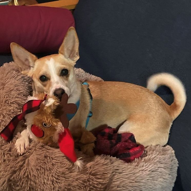 Enlarge Ruah (Roo), a Adopted mixed breed in Bellaire, TX image 3/6