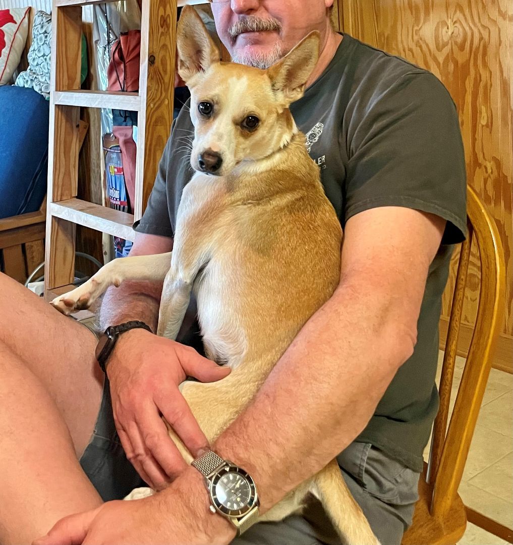 Enlarge Ruah (Roo), a Adopted mixed breed in Bellaire, TX image 4/6