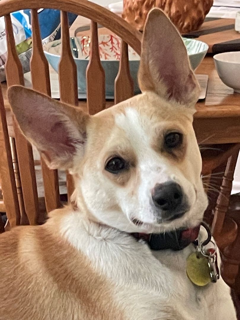 Enlarge Ruah (Roo), a Adopted mixed breed in Bellaire, TX image 5/6