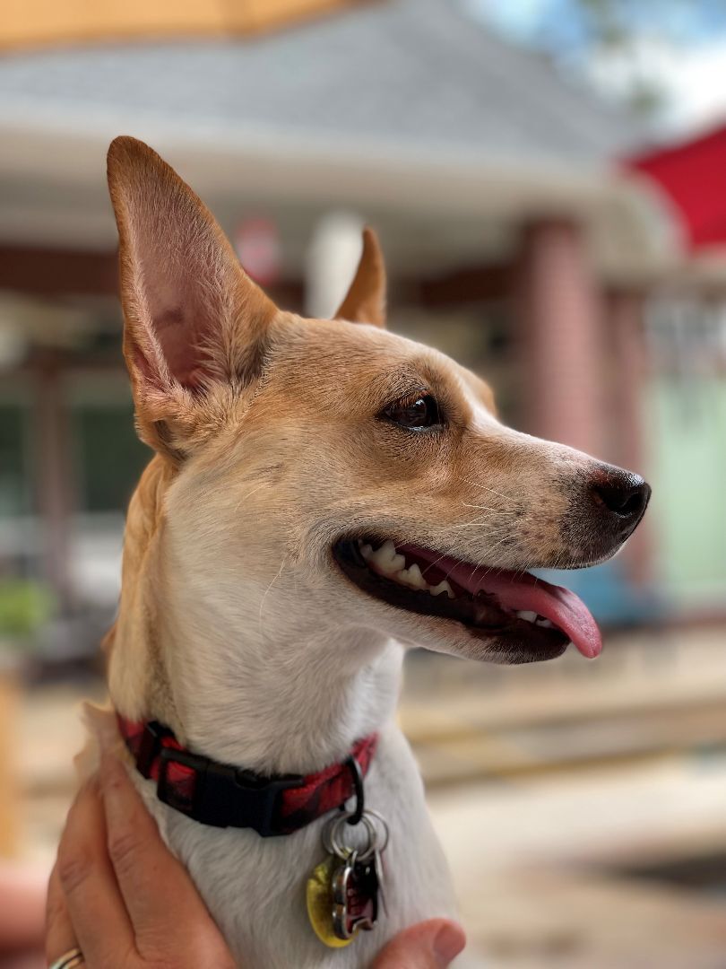 Enlarge Ruah (Roo), a Adopted mixed breed in Bellaire, TX image 6/6