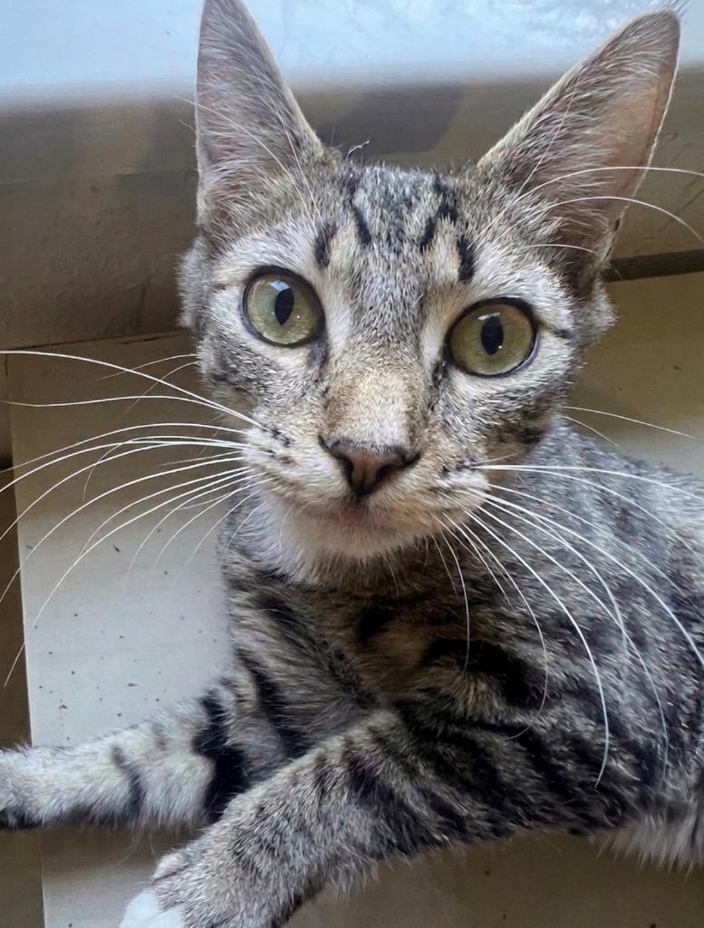 Stevie, Adoptable, Kitten Female Domestic Short Hair.