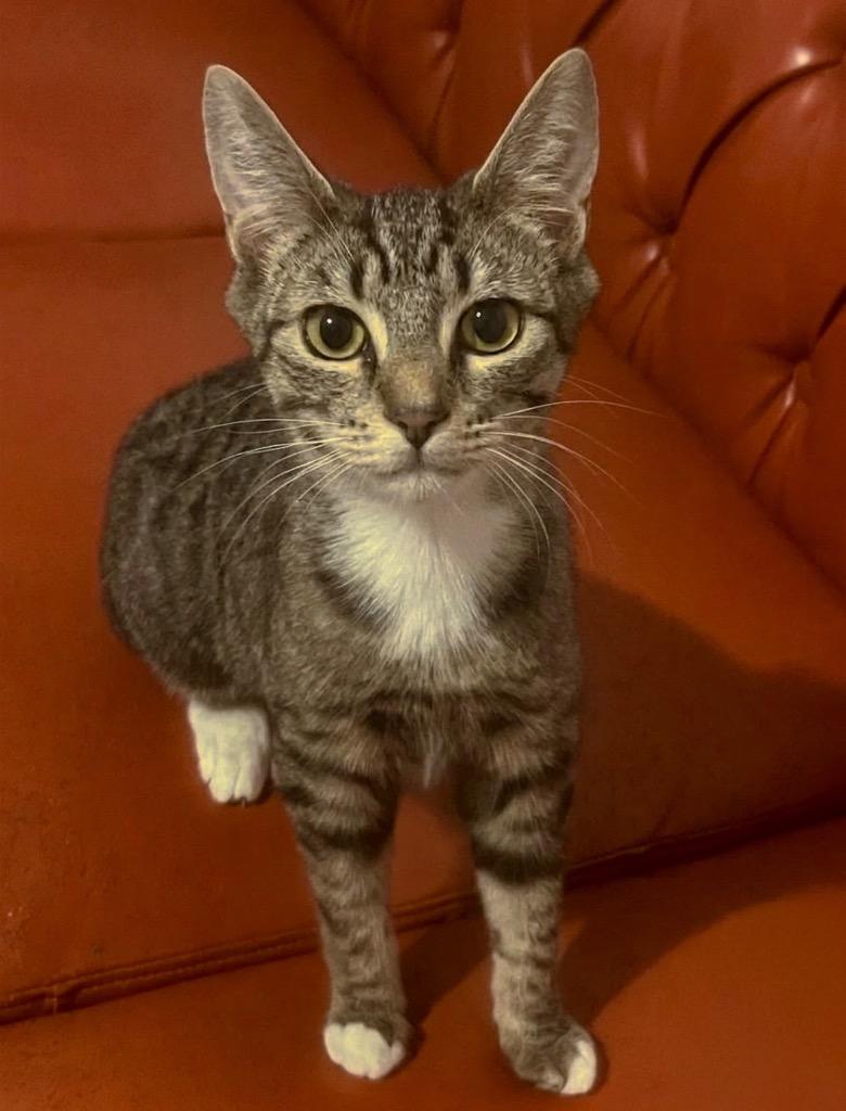 Enlarge Stevie, a Adoptable Domestic Short Hair in Vashon, WA image 2/2