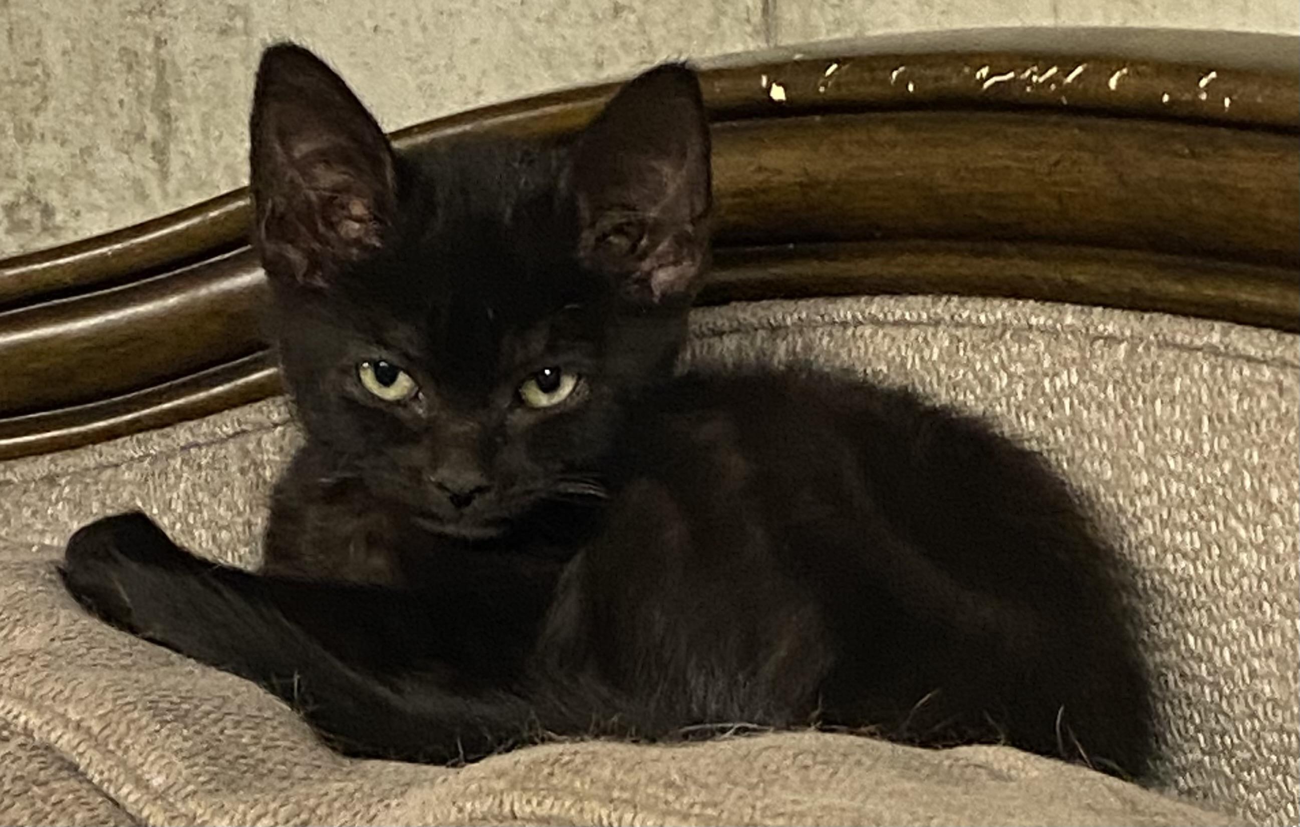 2 Pair Medium Hair Kittens, a Adoptable Domestic Medium Hair in Salem, NH image 2/4