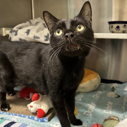 Eddie, Adoptable, Adult Male Domestic Short Hair & Domestic Short Hair.