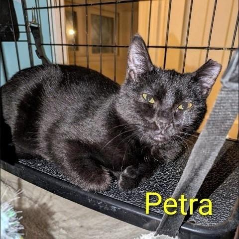 Petra, ADOPTABLE, Kitten Female Domestic Short Hair.