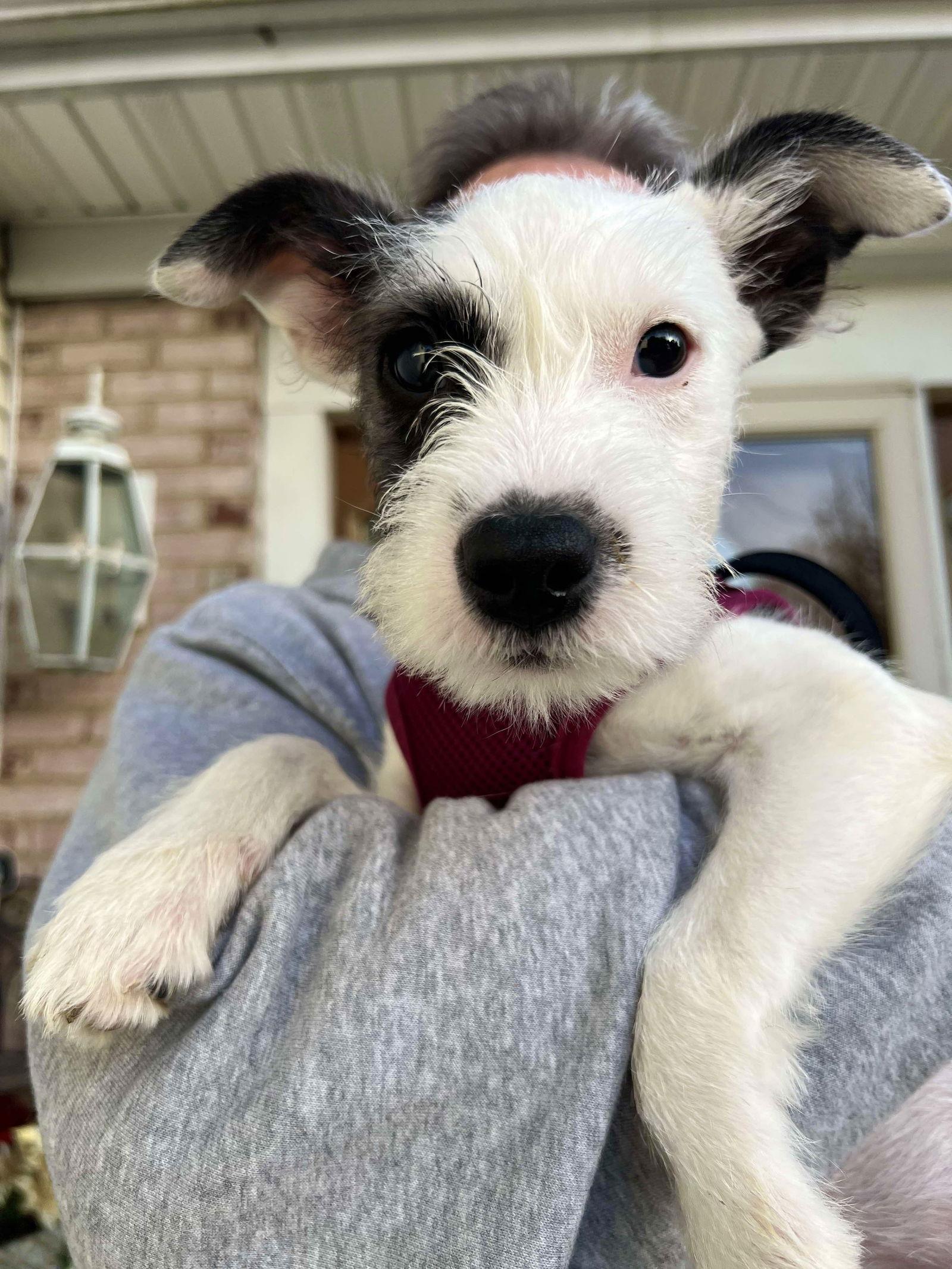 Enlarge Aubrey, a Adopted mixed breed in Blackwood, NJ image 1/3