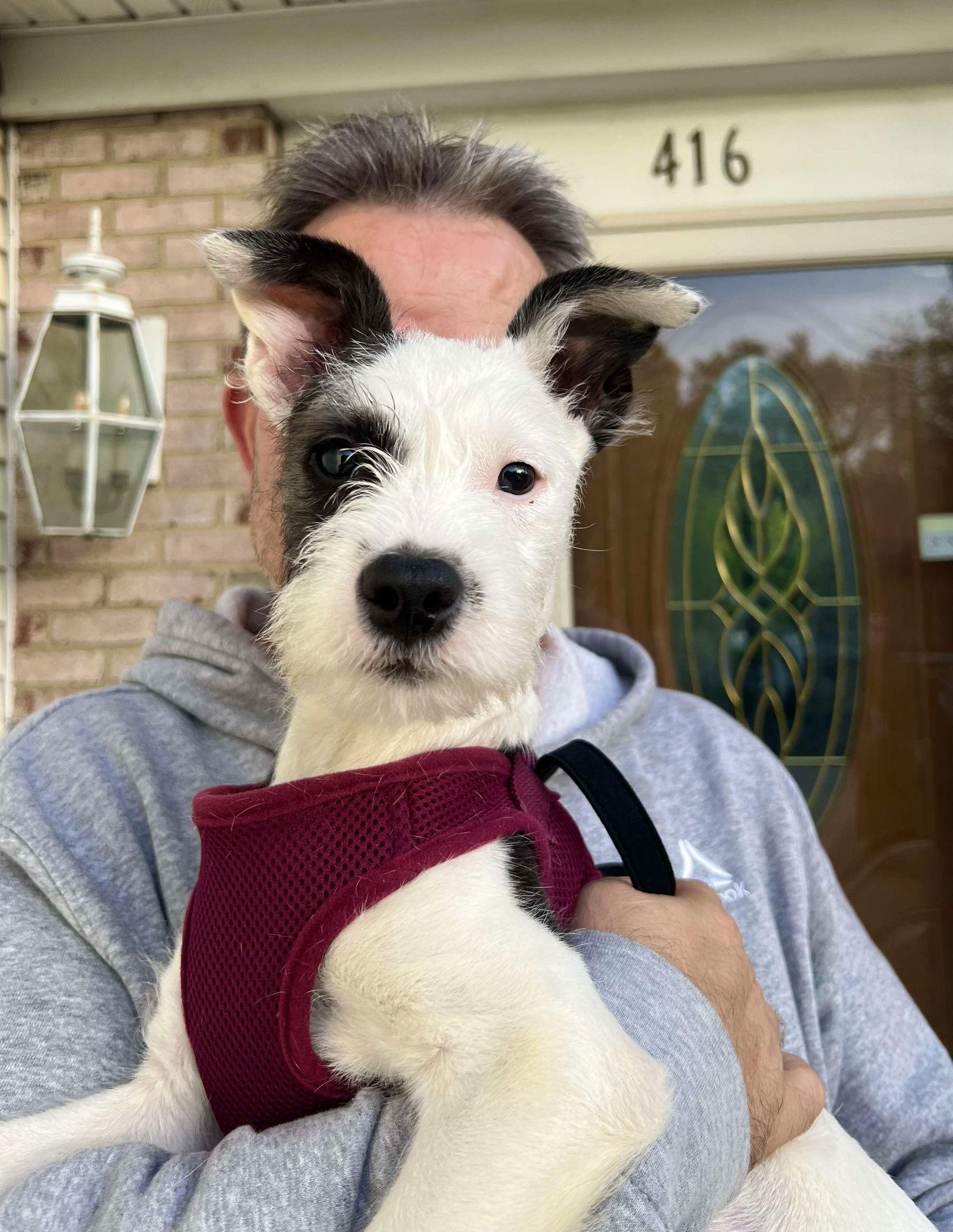 Enlarge Aubrey, a Adopted mixed breed in Blackwood, NJ image 2/3