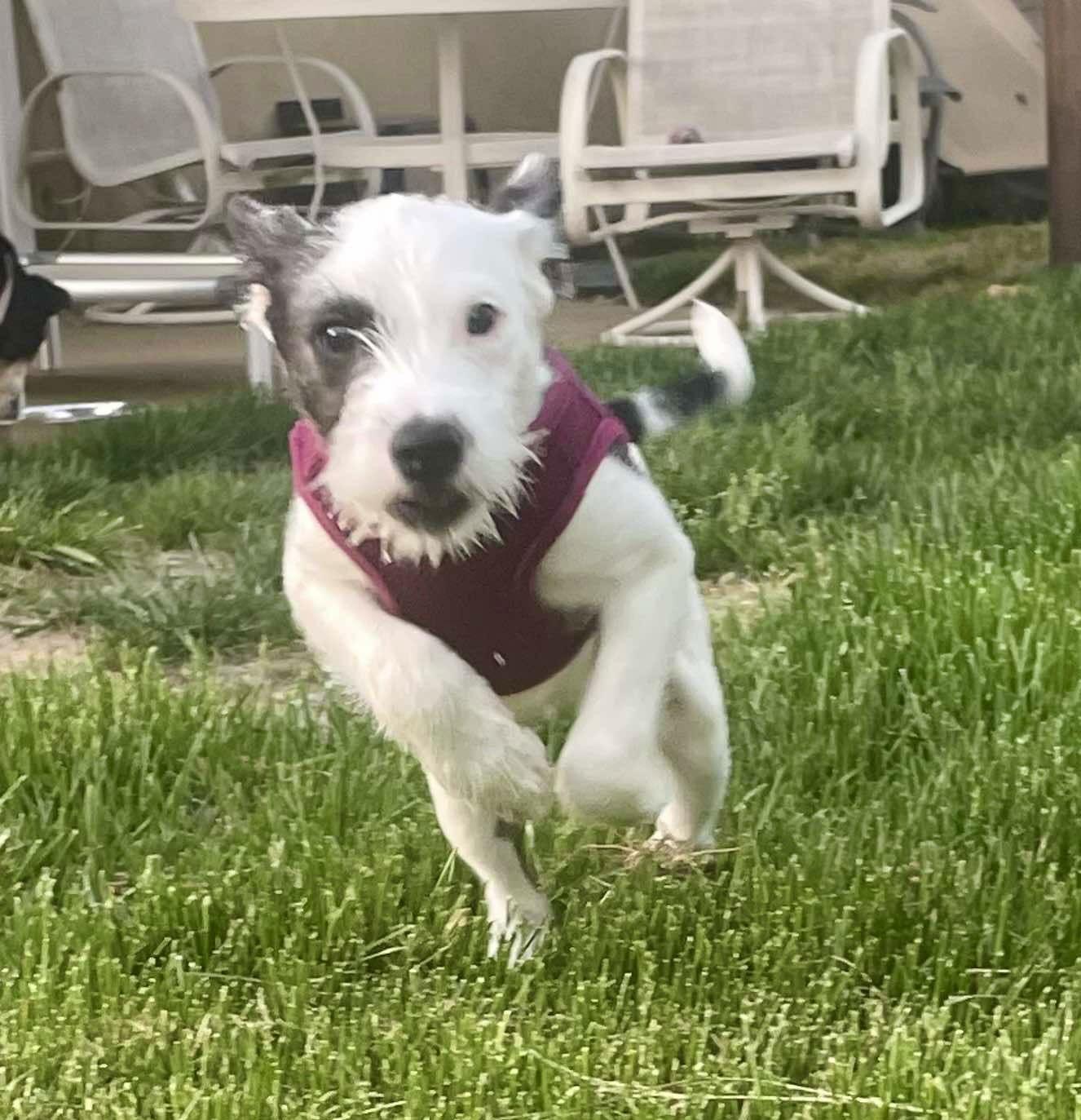 Enlarge Aubrey, a Adopted mixed breed in Blackwood, NJ image 3/3