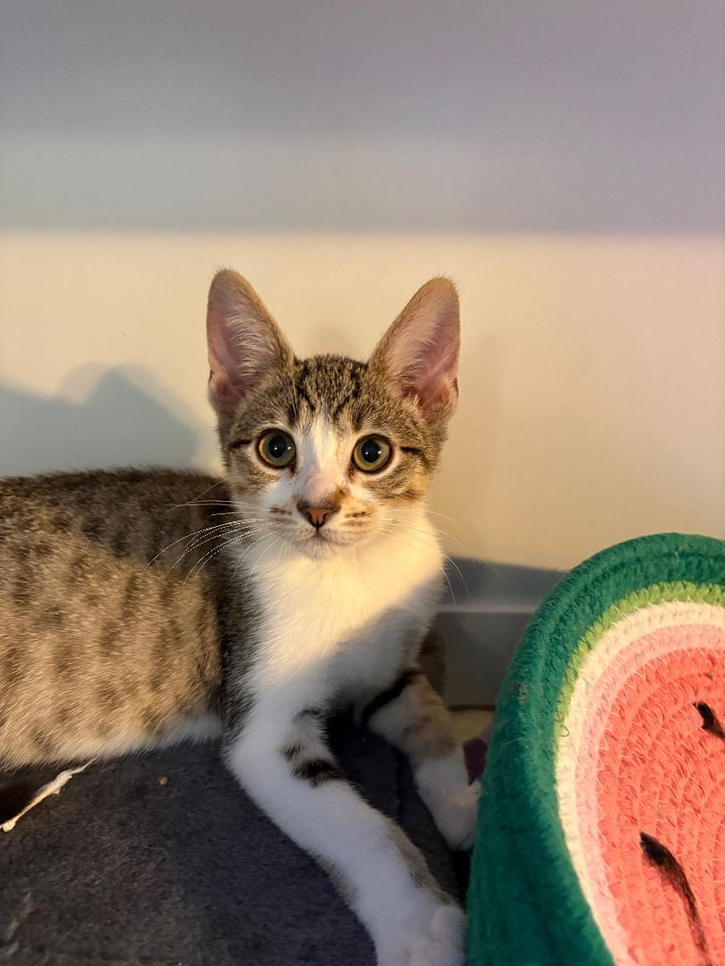 Sis (bonded with Bruh), Adoptable, Kitten Female Domestic Short Hair.