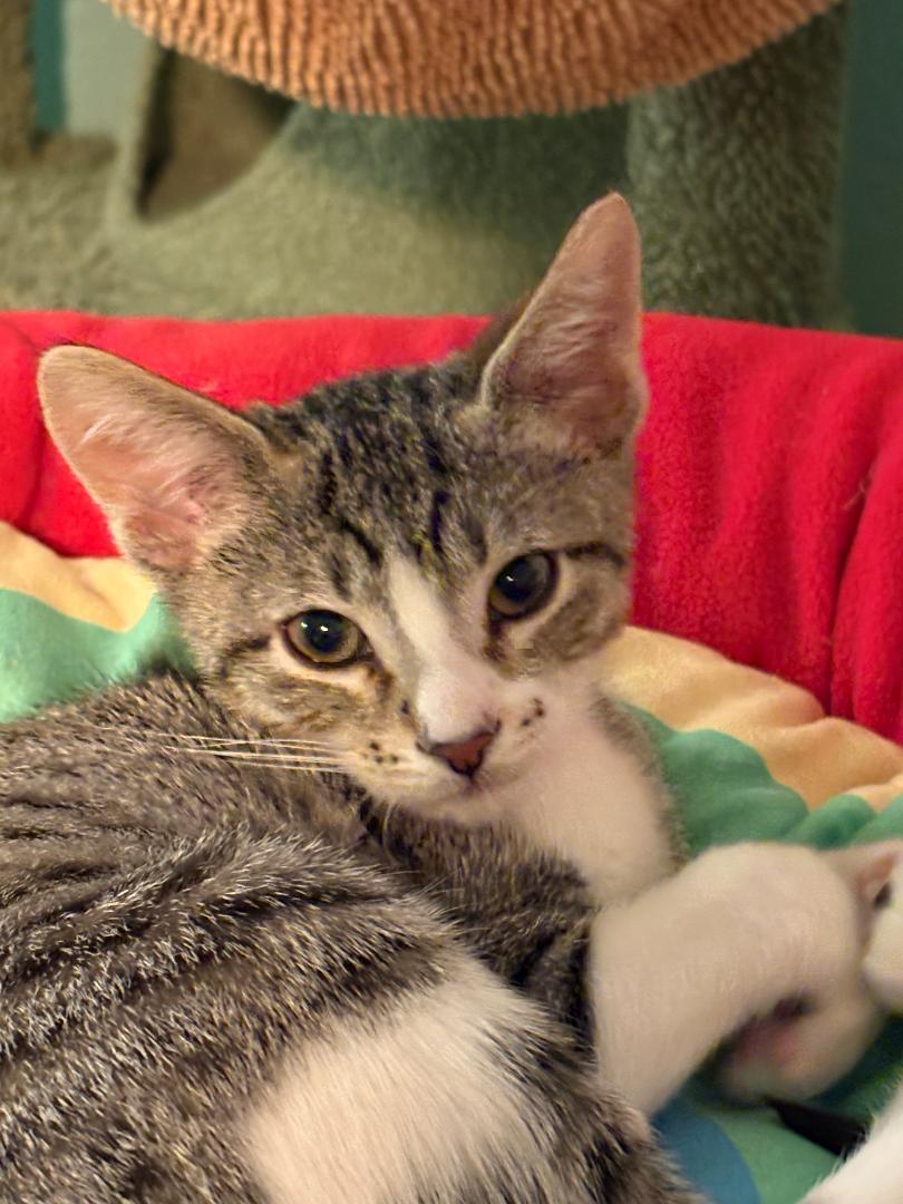 Sis (bonded with Bruh), a Adoptable Domestic Short Hair in Antioch, CA image 2/3