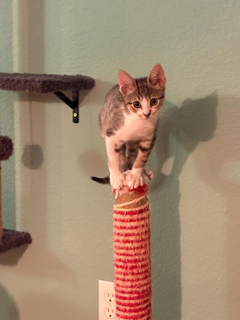 Sis (bonded with Bruh), a Adoptable Domestic Short Hair in Antioch, CA image 3/3