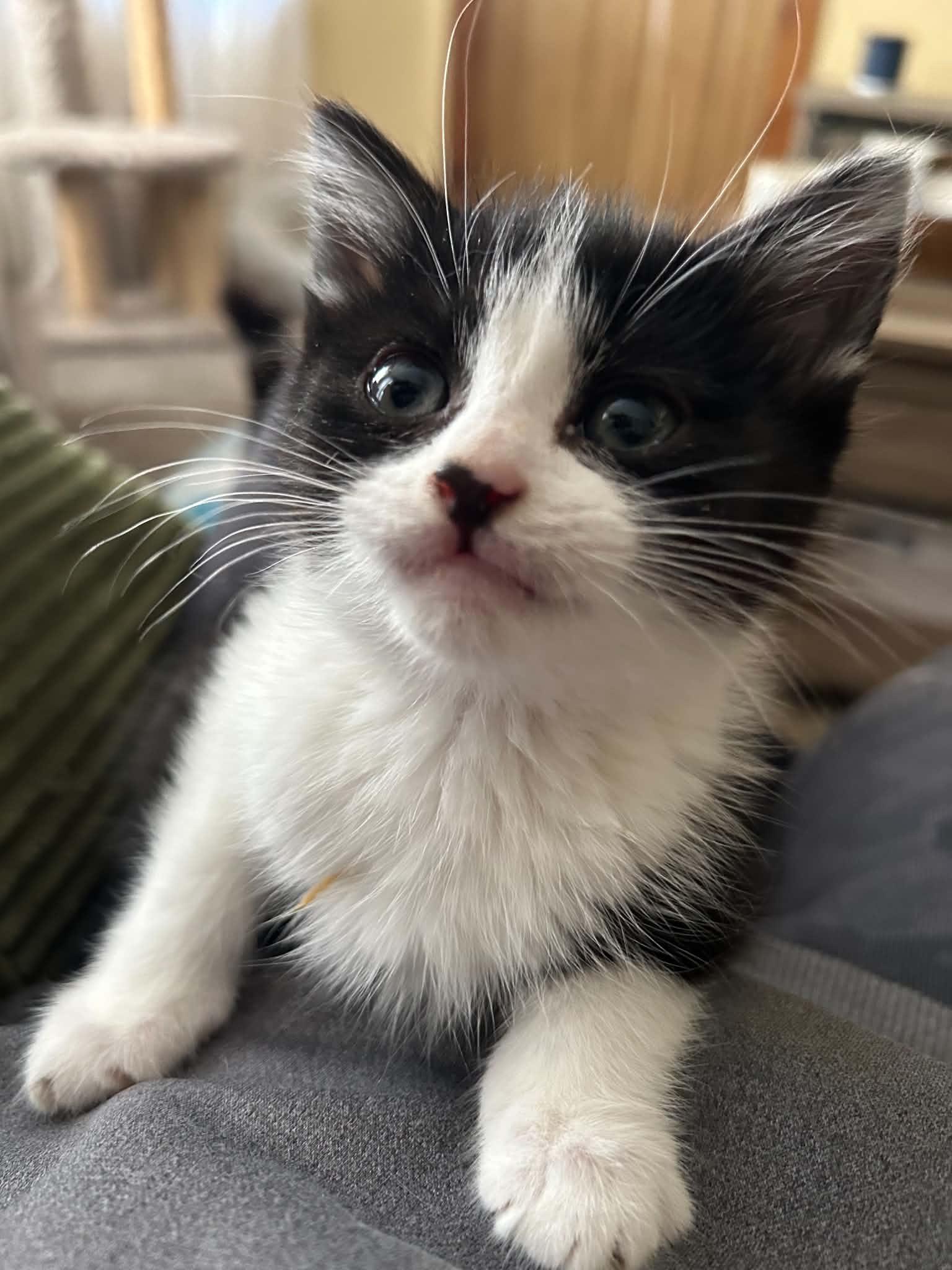 Enlarge Cat-Nip (must adopt with Cat-Nap), a ADOPTABLE Tuxedo in New Bedford, MA image 2/5