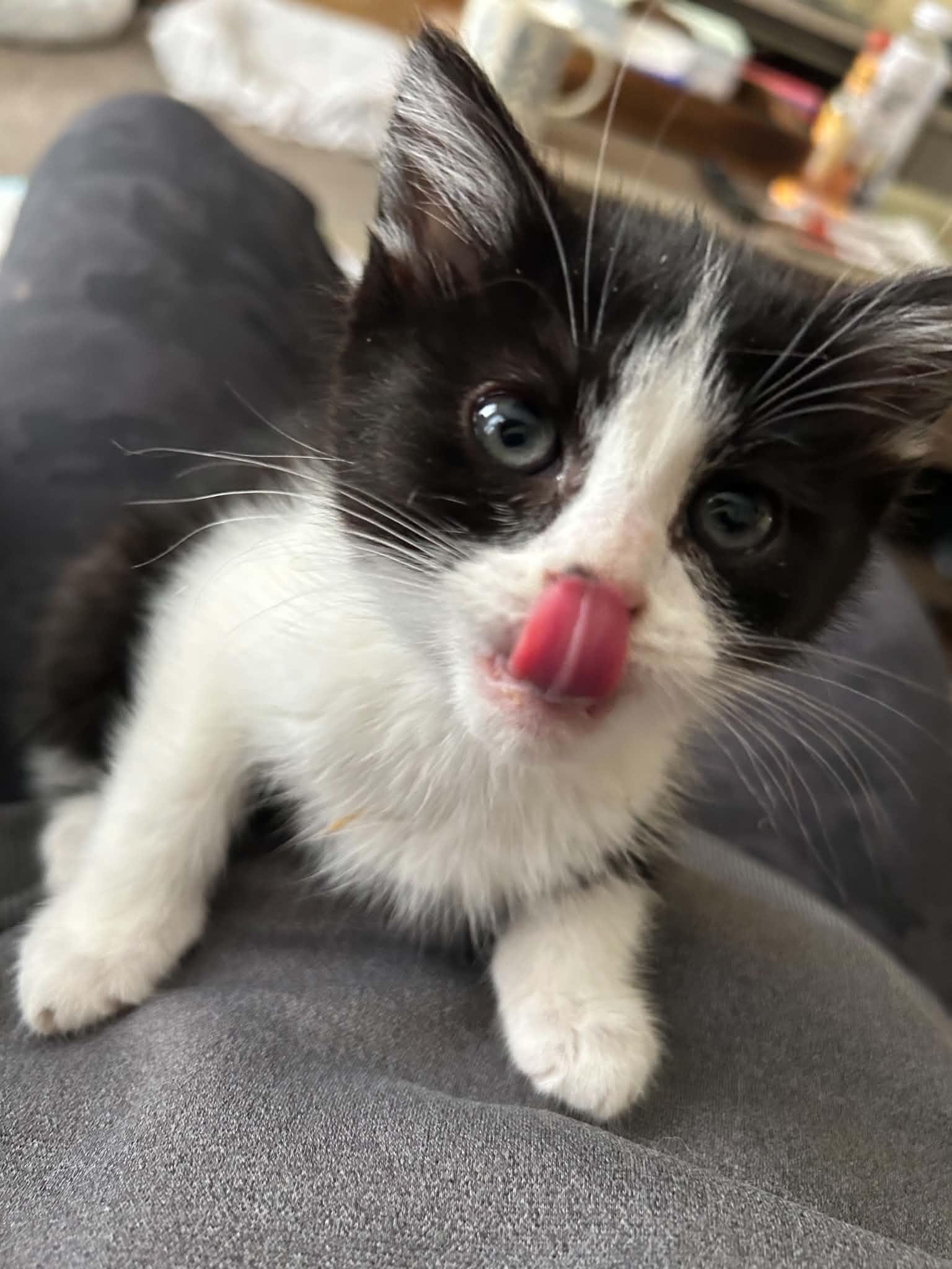 Enlarge Cat-Nip (must adopt with Cat-Nap), a ADOPTABLE Tuxedo in New Bedford, MA image 3/5