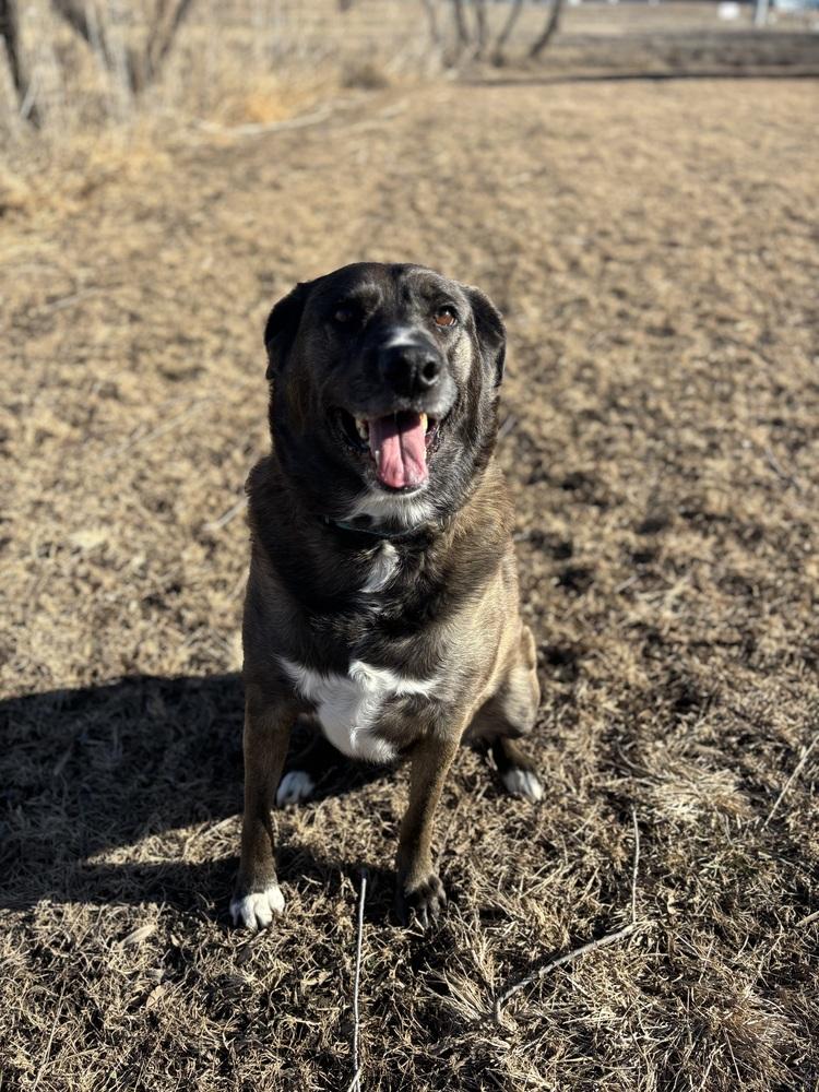 Enlarge Danni (Fostered in Bellevue), a Adoptable mixed breed in Papillion, NE image 2/6