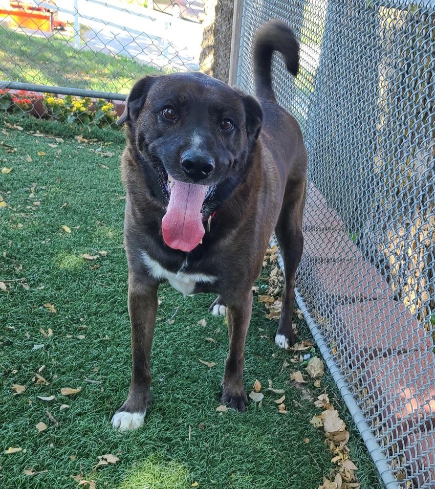 Enlarge Danni, a Adoptable mixed breed in Papillion, NE image 2/6