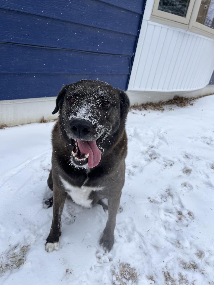 Enlarge Danni, a Adoptable mixed breed in Papillion, NE image 3/6