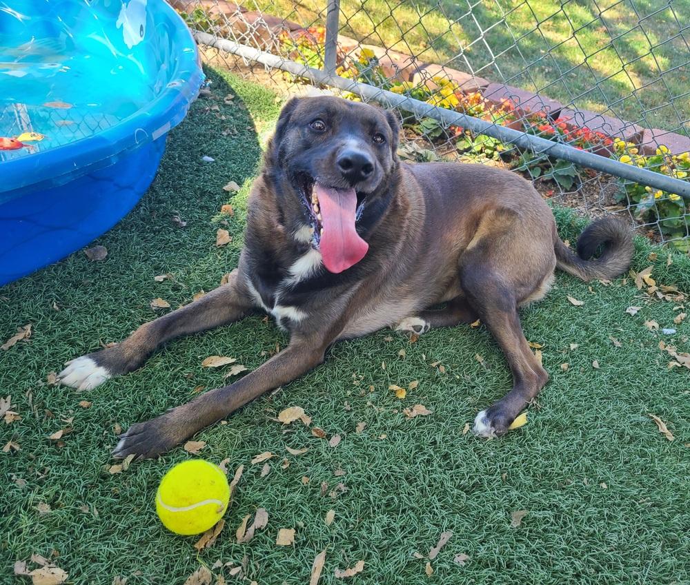 Enlarge Danni, a Adoptable mixed breed in Papillion, NE image 4/6