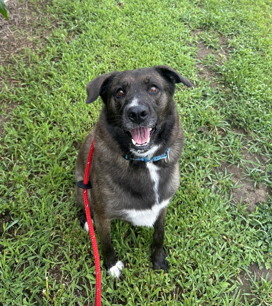 Enlarge Danni, a Adoptable mixed breed in Papillion, NE image 5/6