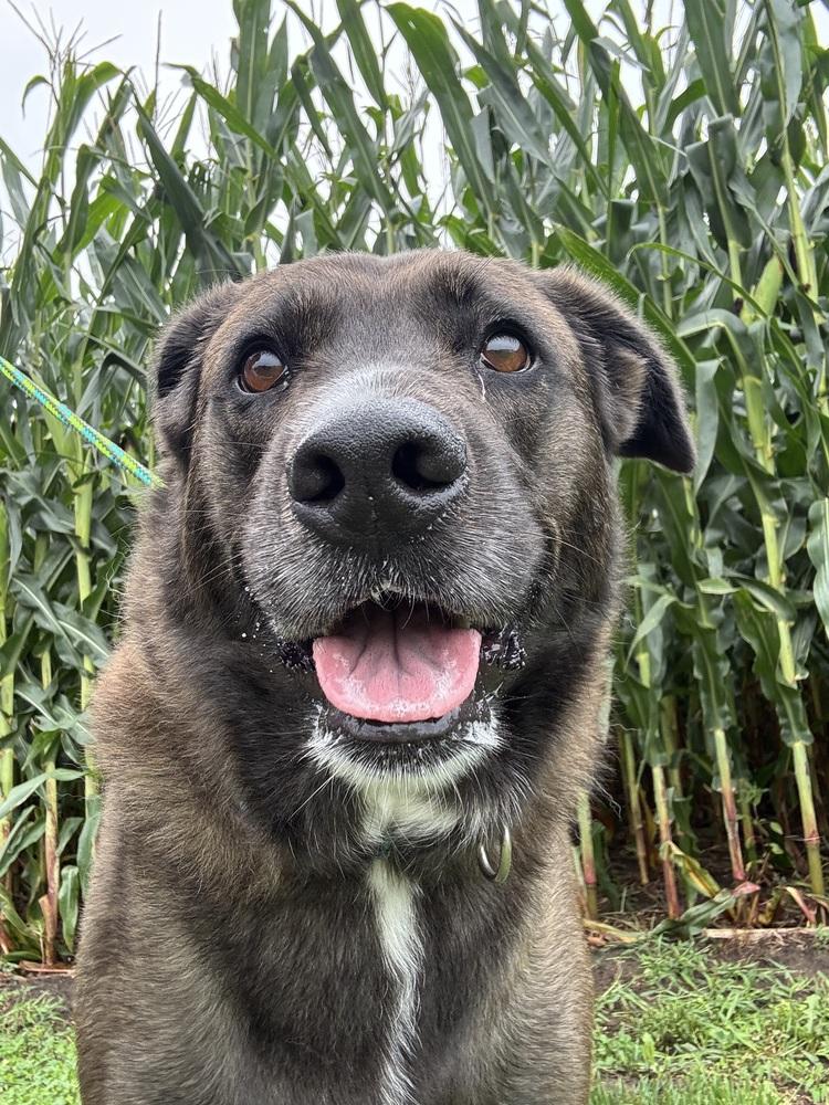 Enlarge Danni, a Adoptable mixed breed in Papillion, NE image 6/6