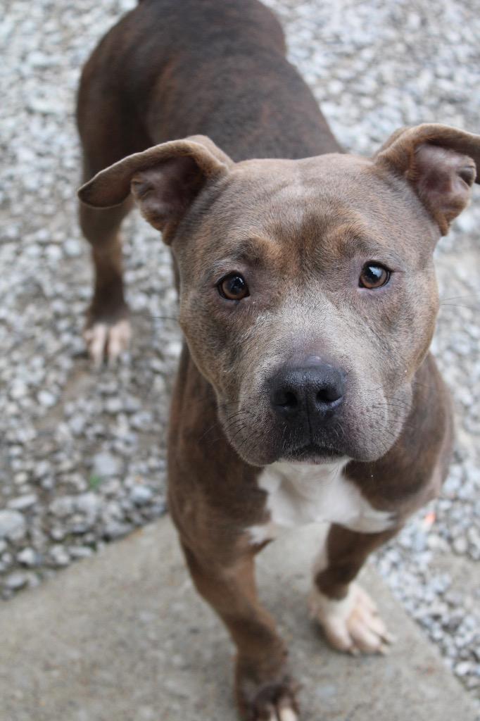 Mocha, Adoptable, Adult Female Pit Bull Terrier.