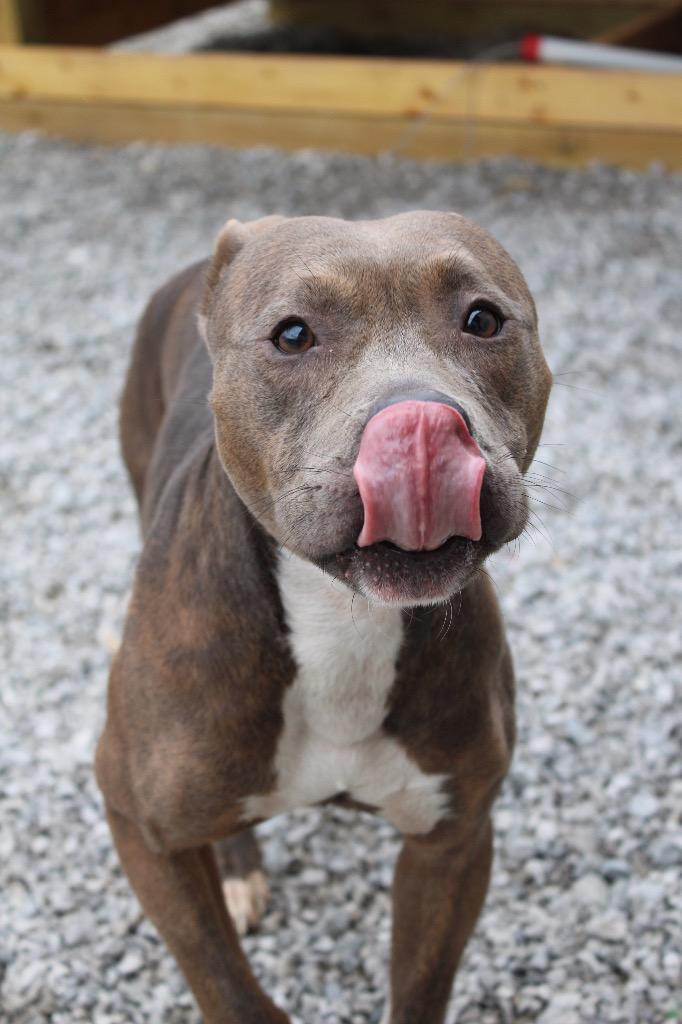 Mocha, a Adoptable Pit Bull Terrier in Morgantown, KY image 2/3