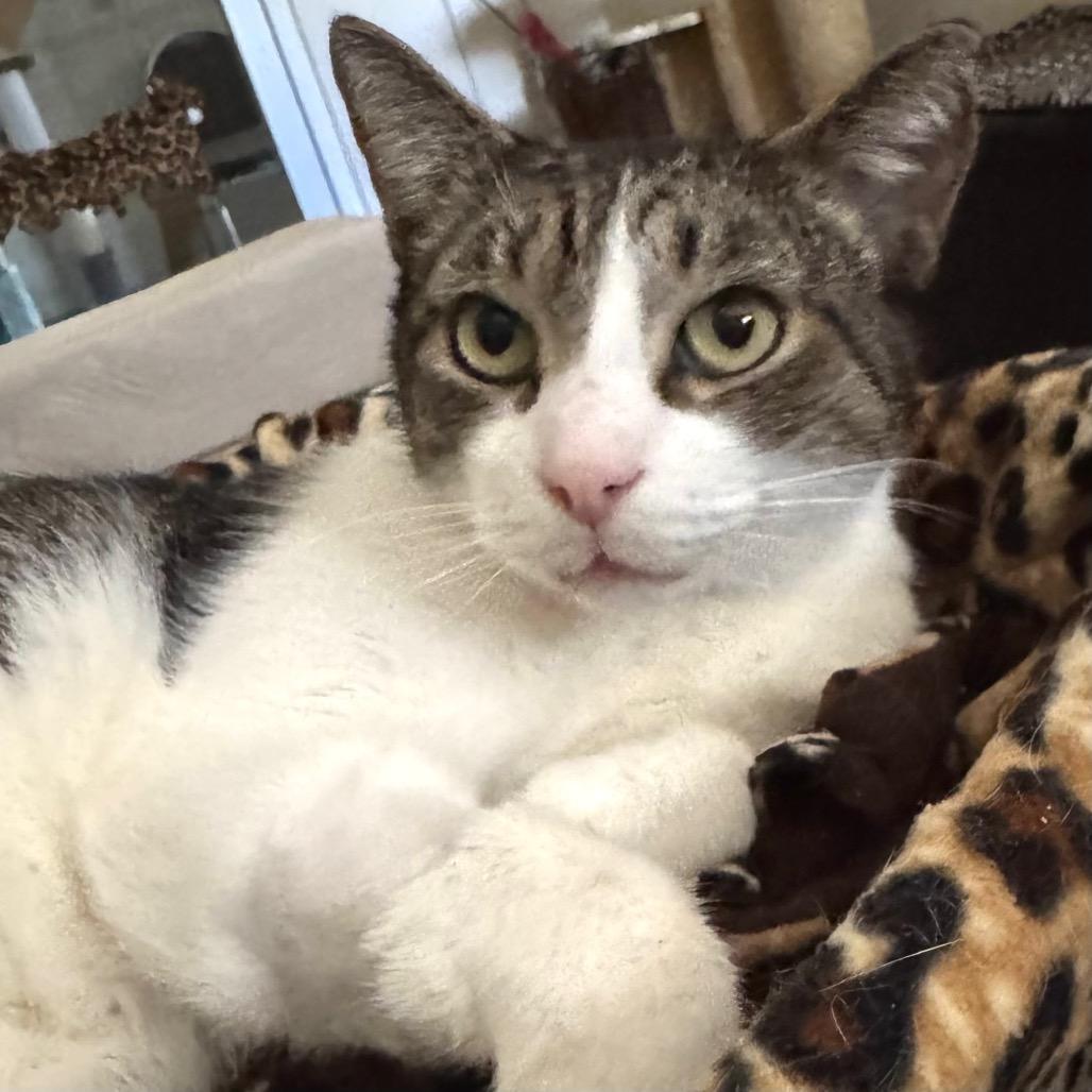 Enlarge Miles, a Adoptable Domestic Short Hair in Lakeland, FL image 1/1