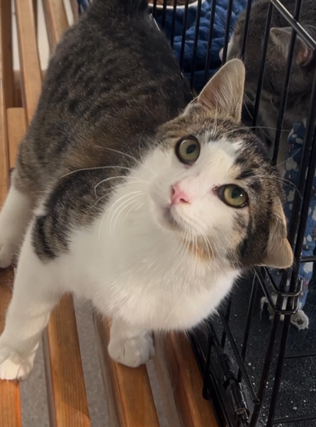 Cat for adoption Tiger, a Domestic Short Hair Mix in Pasco, WA