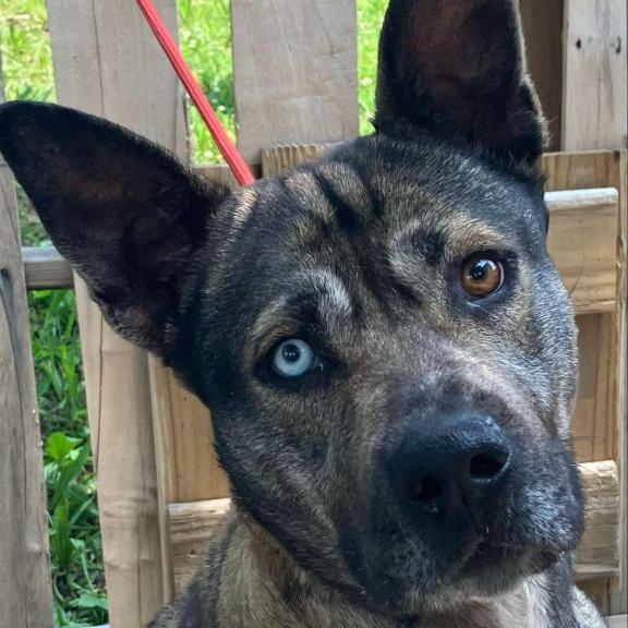 Enlarge Roxy, a Adoptable mixed breed in Pulaski, TN image 1/2