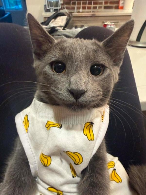 Enlarge Banana, an adopted Domestic Short Hair in Mississauga, ON image 2/2