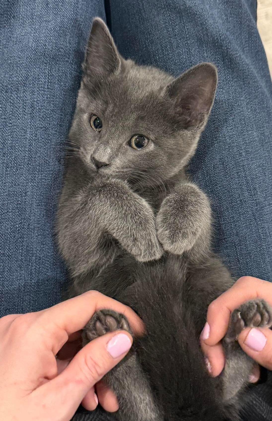 Banana, adopted, Kitten Female Domestic Short Hair.