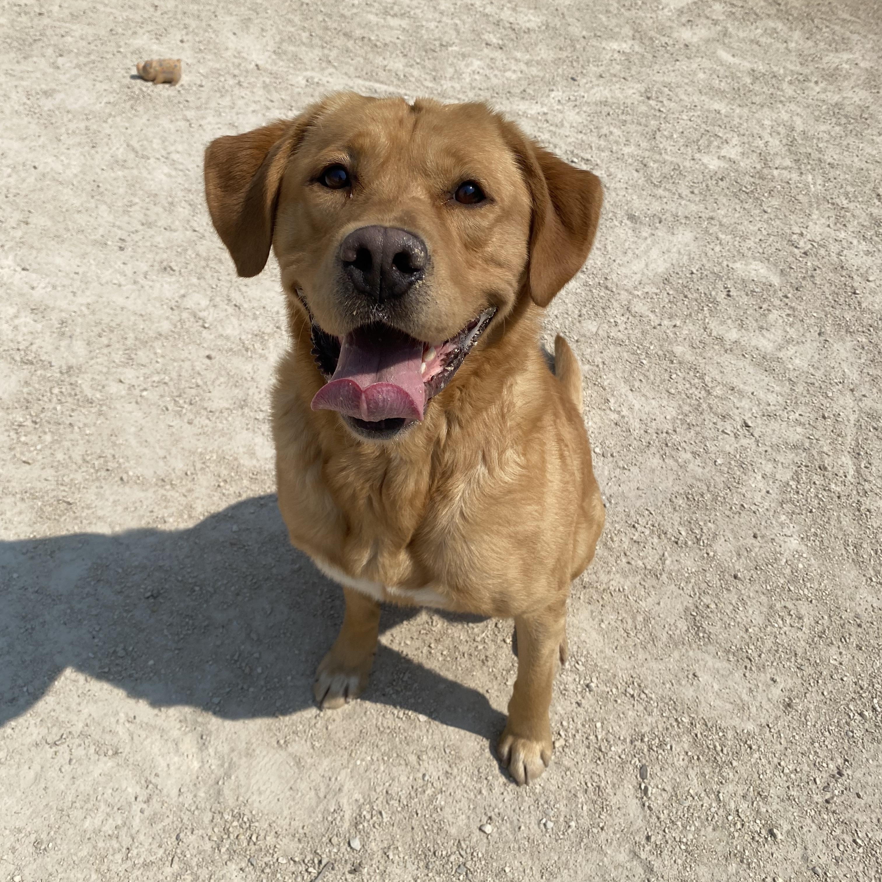 Bonk, an adoptable mixed breed in Winnipeg, MB image 1/3