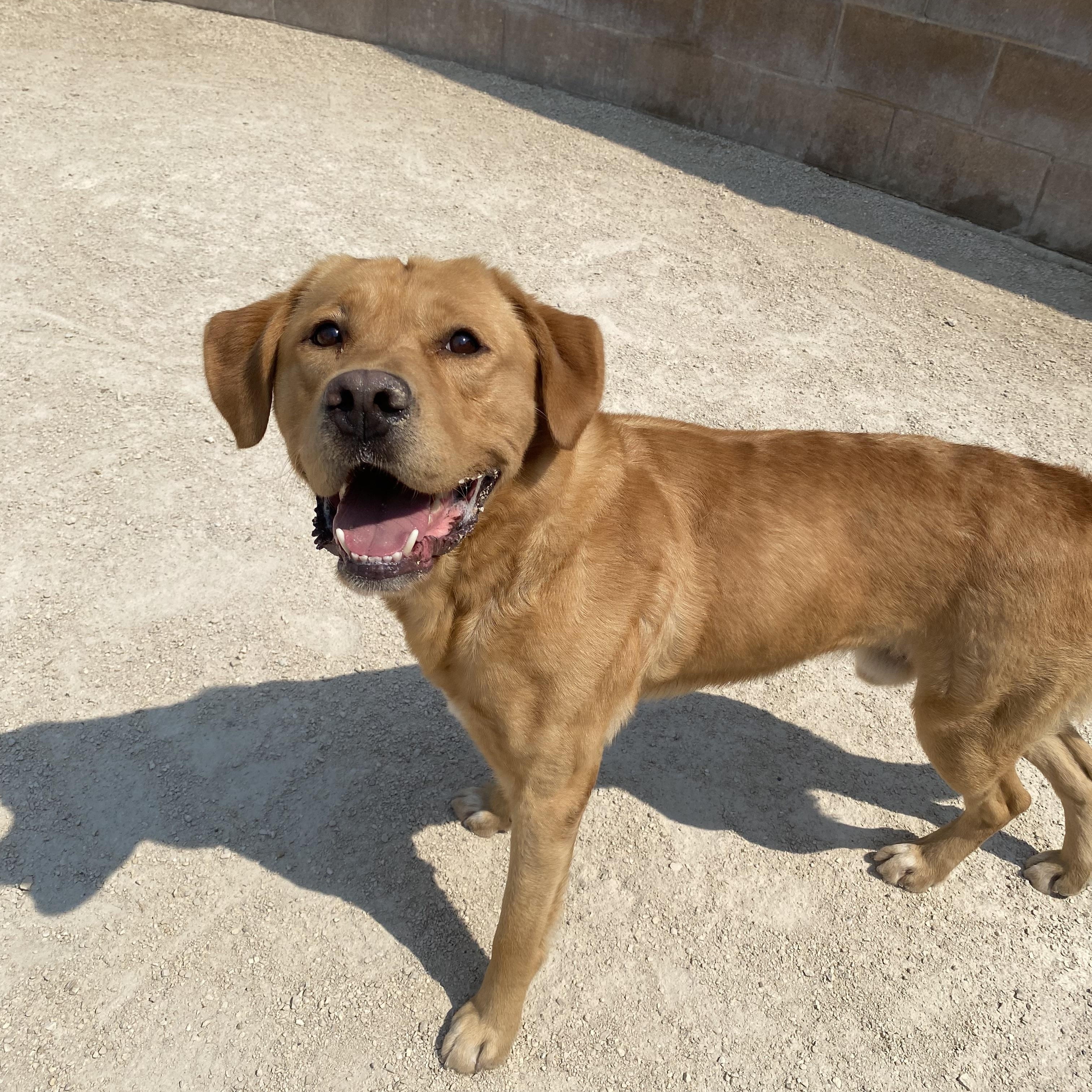 Bonk, an adoptable mixed breed in Winnipeg, MB image 2/3