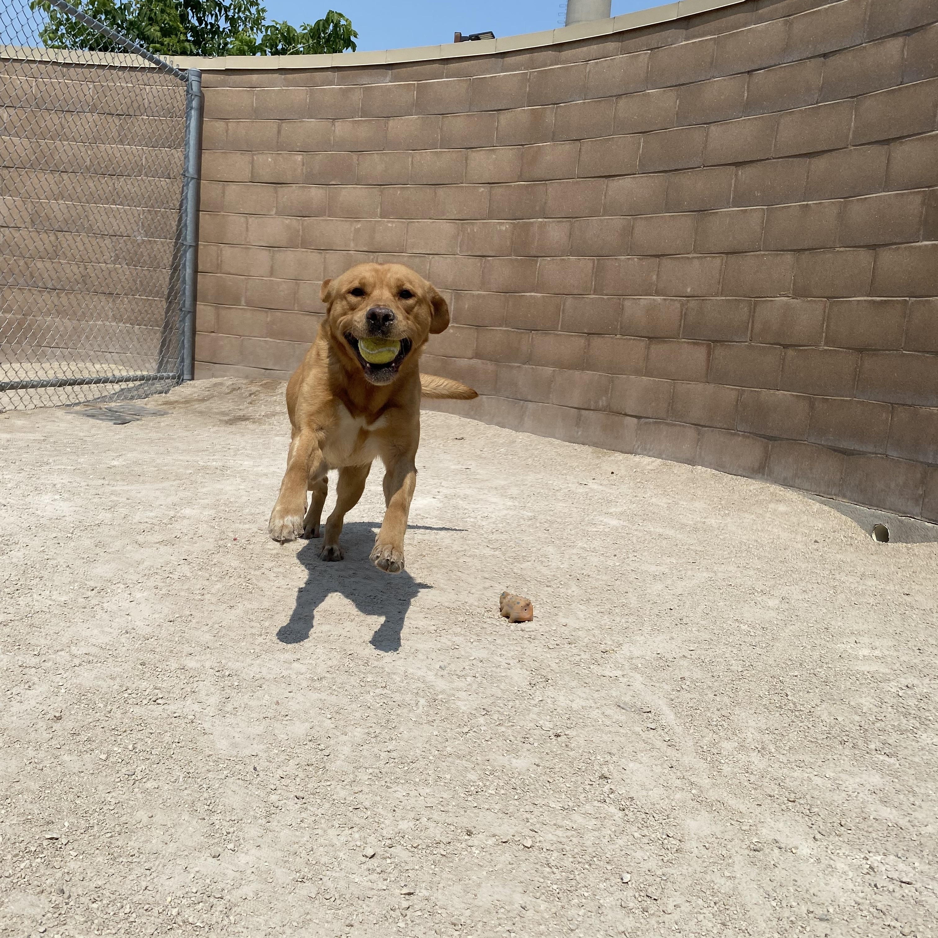 Bonk, an adoptable mixed breed in Winnipeg, MB image 3/3