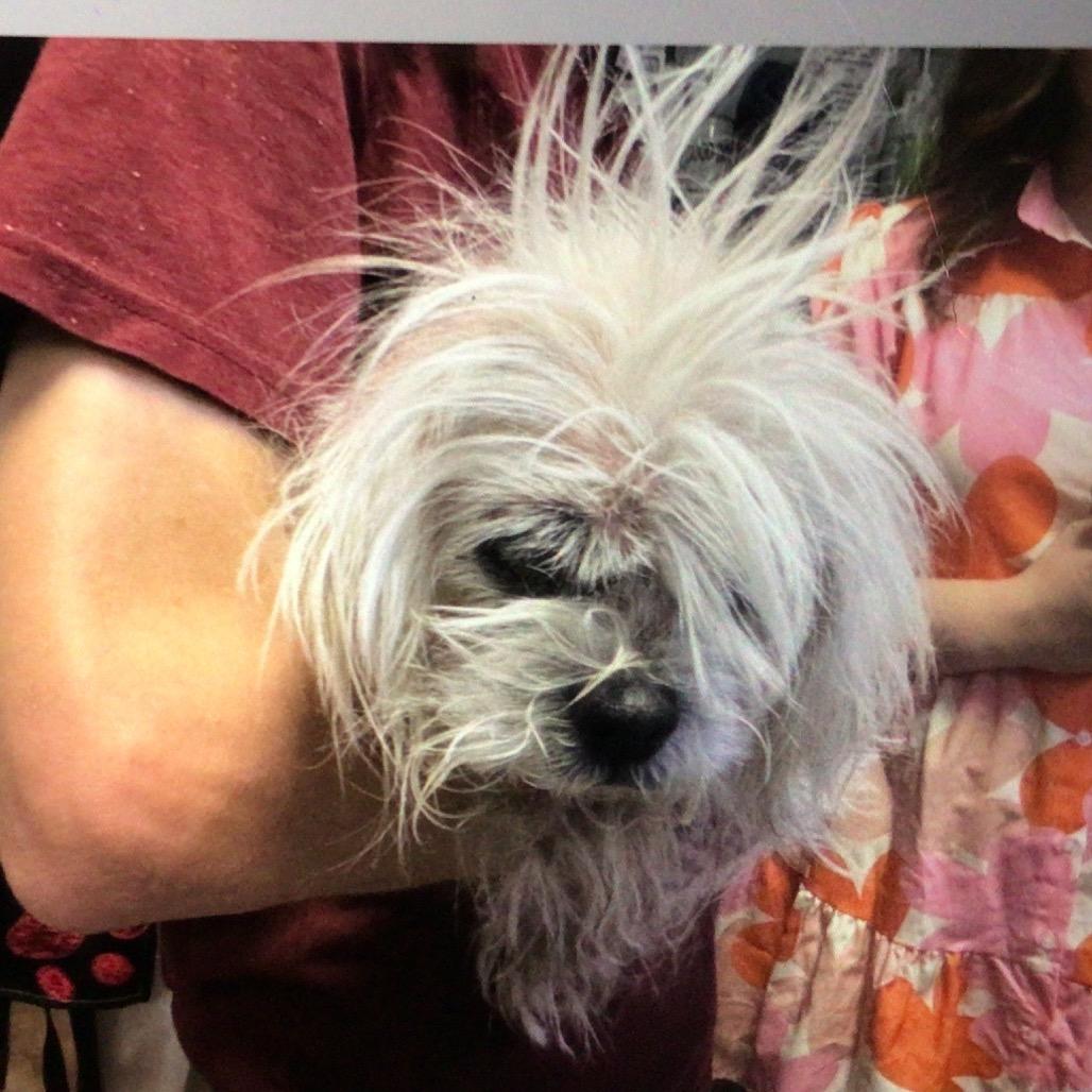 Boba, Adoptable, Senior Female Shih Tzu.