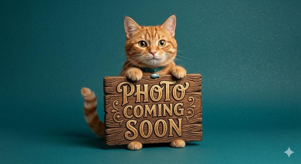 Jill, Adopted, Kitten Female Domestic Short Hair.