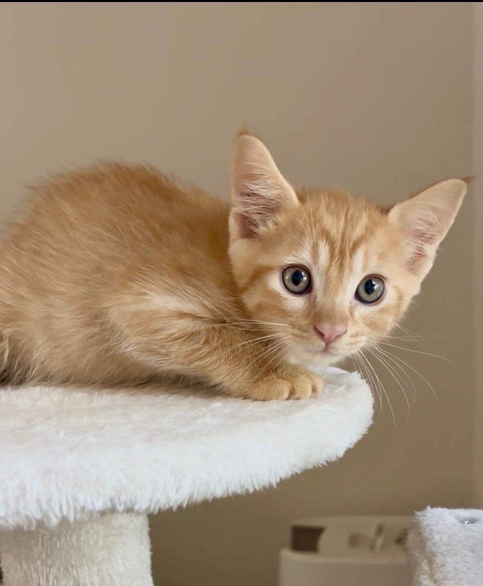 Fin, a ADOPTABLE Domestic Short Hair in Queen Creek, AZ image 3/3