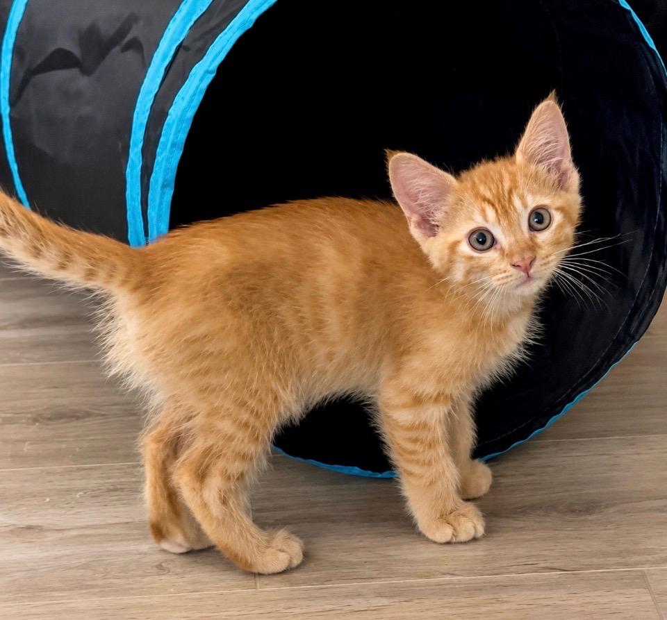 Fin, a ADOPTABLE Domestic Short Hair in Queen Creek, AZ image 2/3