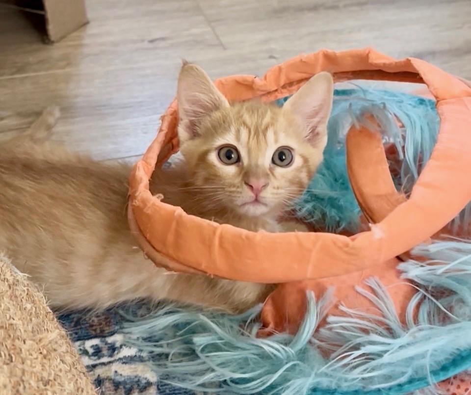 Fin, ADOPTABLE, Kitten Male Domestic Short Hair.
