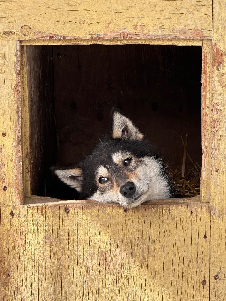 Bramble, Adoptable, Young Female Husky.