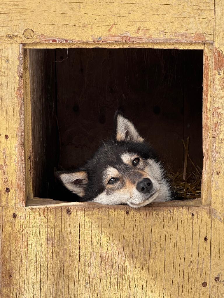 Bramble, a Adoptable Husky in Yellowknife, NT image 2/3