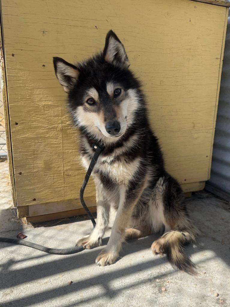 Bramble, a Adoptable Husky in Yellowknife, NT image 3/3
