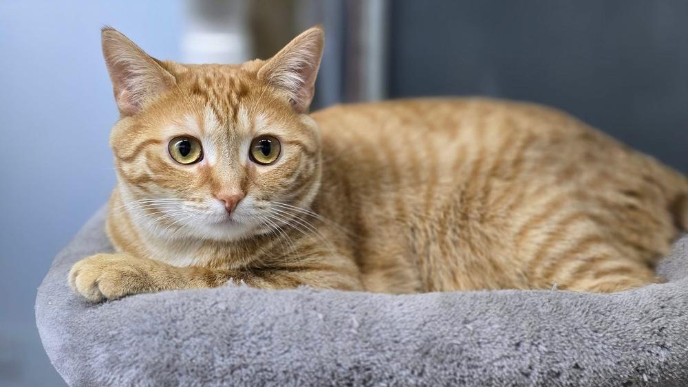 Chips, Adoptable, Adult Male Domestic Short Hair.