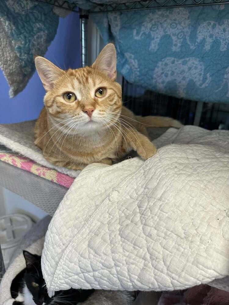 Chips, a Adoptable mixed breed in Mishawaka, IN image 2/6