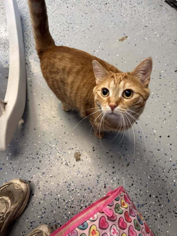 Chips, a Adoptable mixed breed in Mishawaka, IN image 3/6