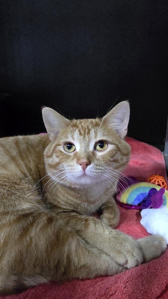 Chips, a Adoptable mixed breed in Mishawaka, IN image 4/6