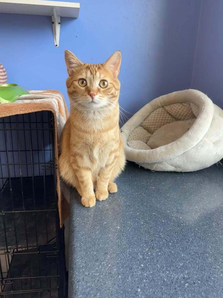 Chips, a Adoptable mixed breed in Mishawaka, IN image 5/6